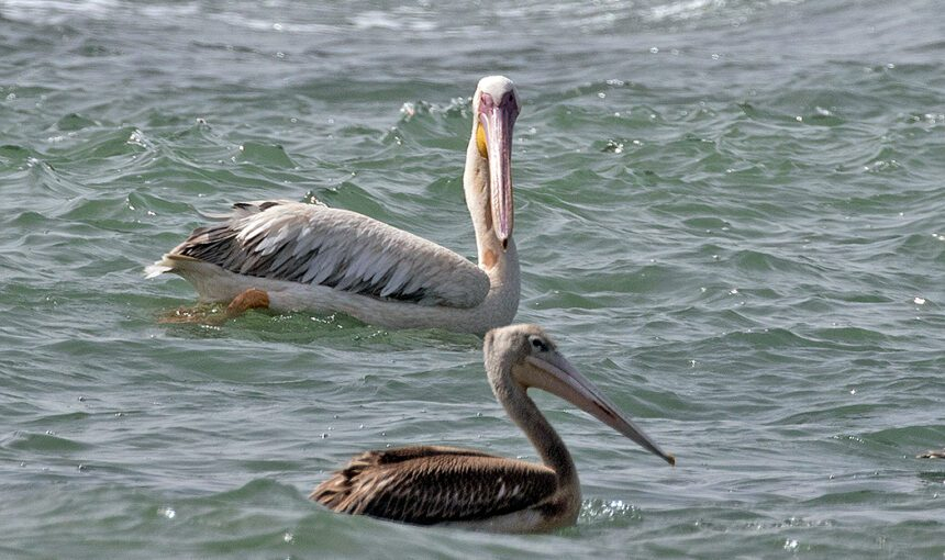 Pelican Bird Island Kartong
