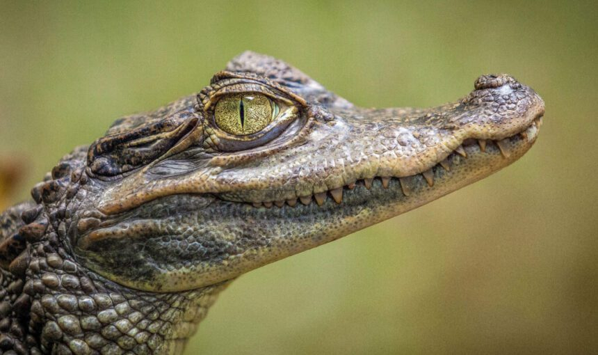 Orientation Tour (3 in 1: Banjul, Crocodile Pool, Monkey Park)