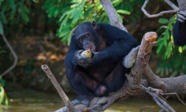 Gambia: Badi Mayo - Chimpanzee Rehabilitation Trust