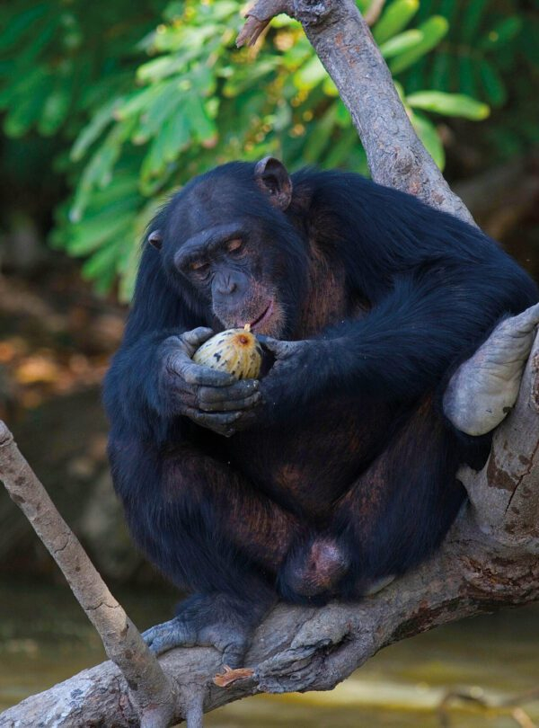 Gambia: Badi Mayo – Chimpanzee Rehabilitation Trust