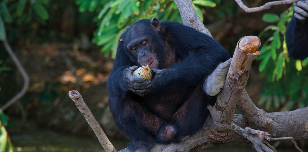 Gambia: Badi Mayo – Chimpanzee Rehabilitation Trust