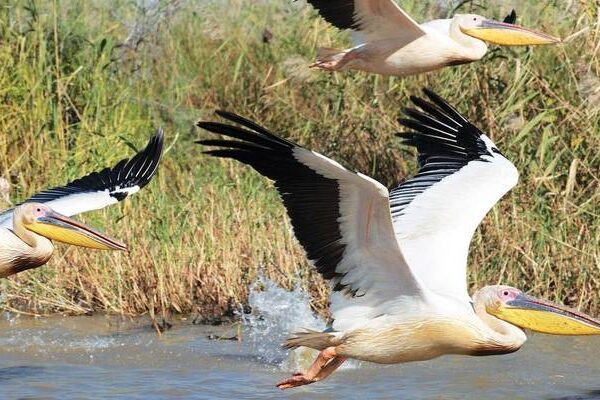 birds of gambia 3