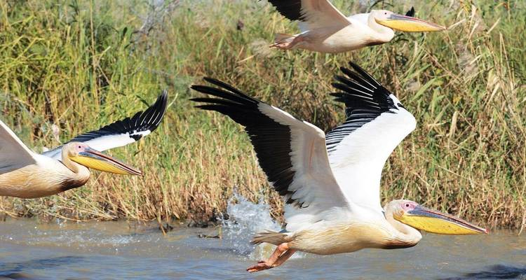 birds of gambia 3