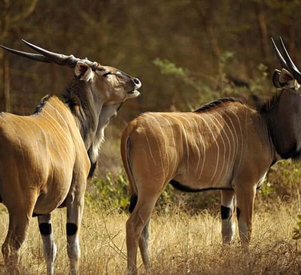 safar
